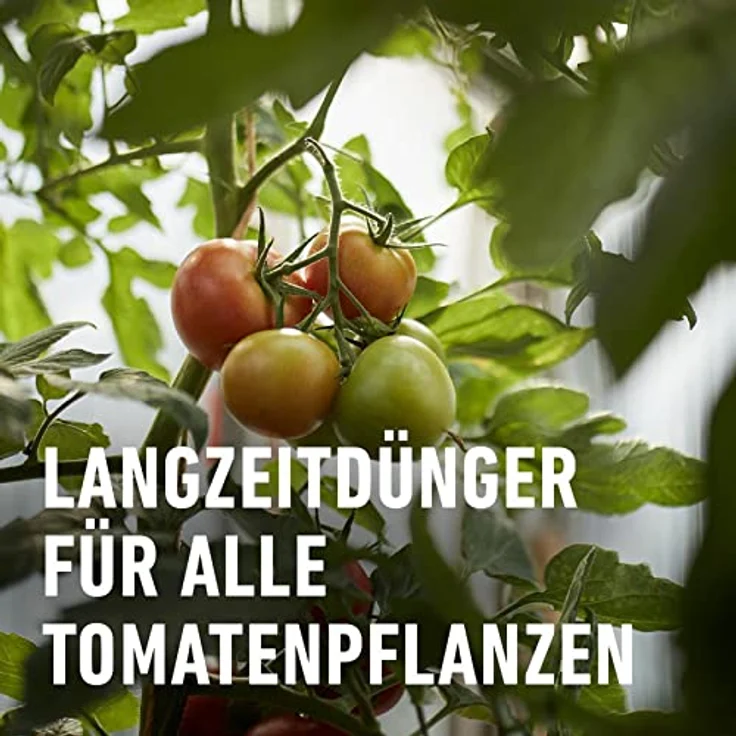 Compo Tomaten Langzeit-Dünger neu, 2 kg – Bild 3