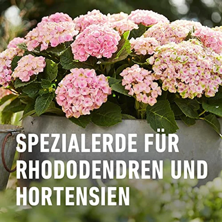 COMPO Sana Rhododendronerde 50 Liter – Bild 4