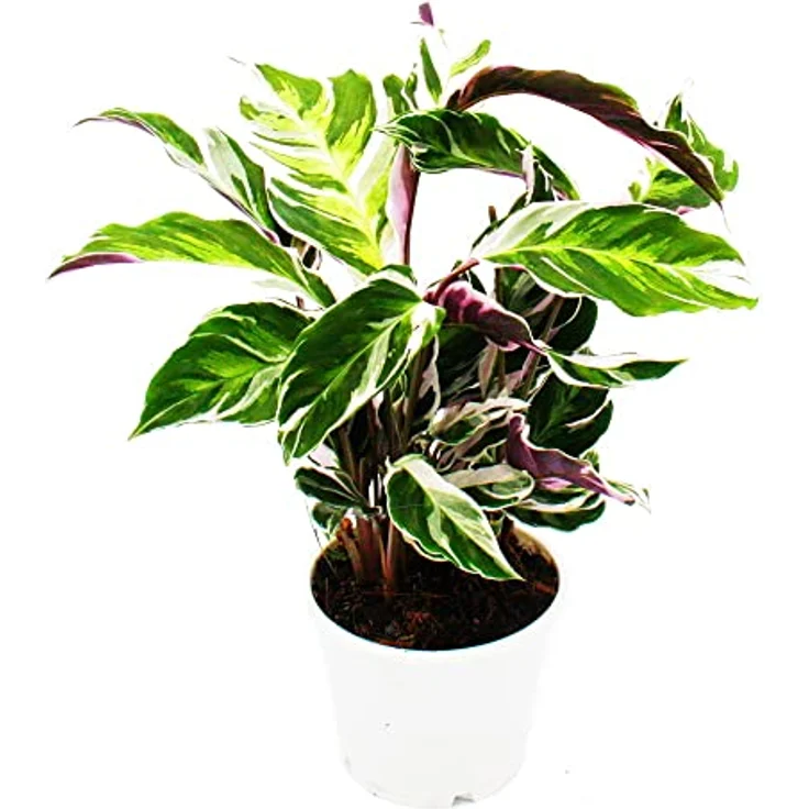Exotenherz Calathea Fusion White, Schattenpflanze mit ausgefallenem Blattmuster, 14cm Topf, ca. 40cm hoch – Bild 1