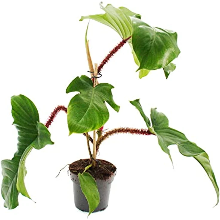 Exotenherz Philodendron Squamiferum, Wilder Rotstieliger Baumfreund, 12cm Topf, ca. 35-50cm hoch, halbschattiger Standort – Bild 1