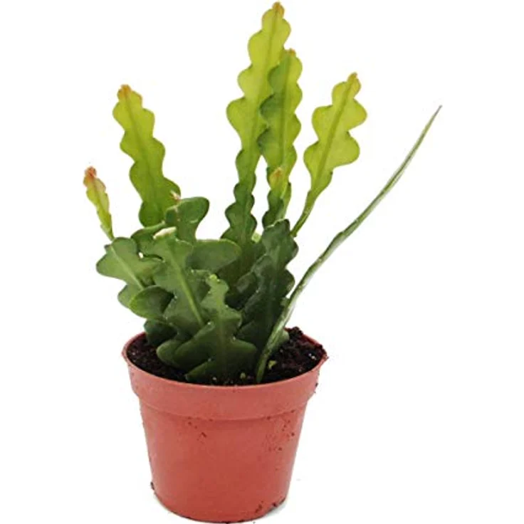 Exotenherz Epiphyllum Anguliger Krokodilschwanz-Kaktus, stachellose Zimmerpflanze mit gelb-weißen Blüten, 9 cm Topfgröße – Bild 1