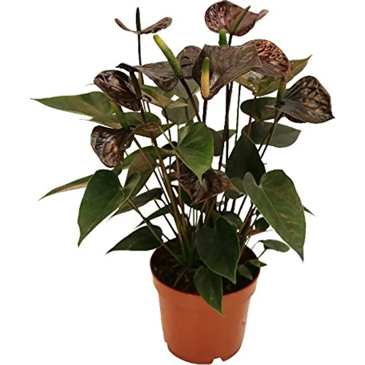 Exotenherz Anthurium Andreanum Black Karma, Zimmerpflanze mit schwarzer Blüte im 12cm Topf, ganzjähriger Blütezeit – Bild 2