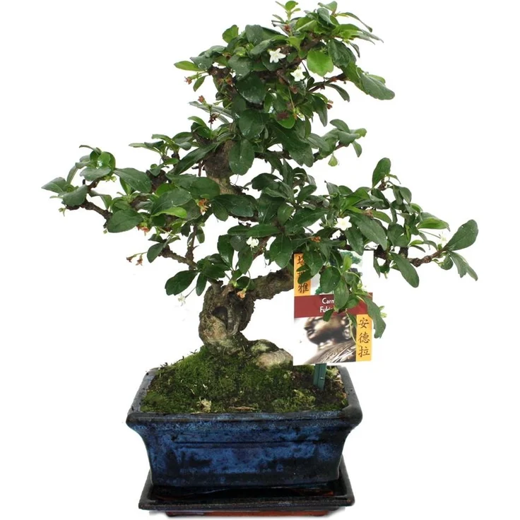 Exotenherz Bonsai Fukientee Carmona Microphylla, 6 Jahre alt, ca. 22 cm hoch mit handgefertigter Schale, weiß-blühend – Bild 1