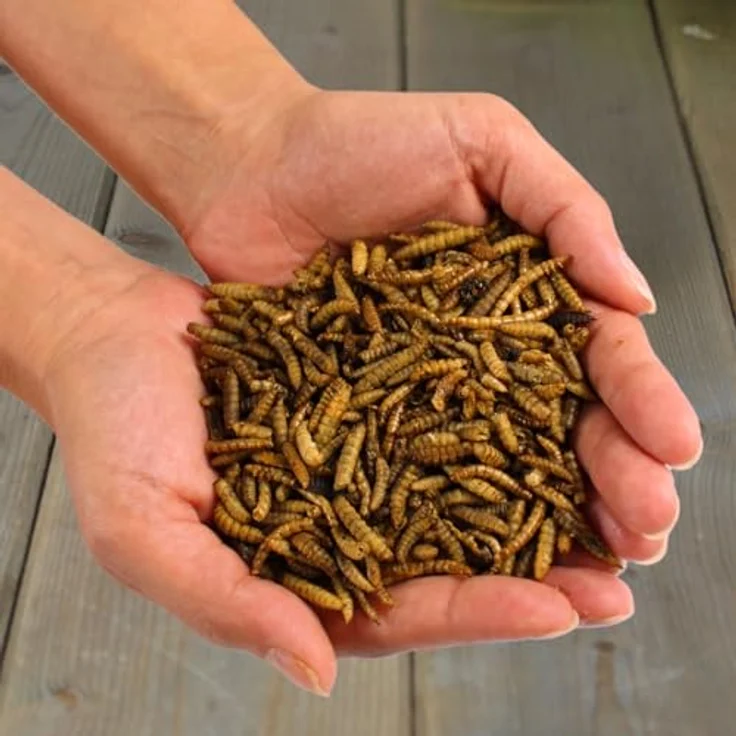 Lyra Pet® 5 kg Mehlwürmer Soldatenfliegenlarven Mix, getrocknet, reich an Proteinen & Ballaststoffen, ideales Kalzium-Phosphor-Verhältnis, natürliches Futter für Vögel, Nager, Fische & Reptilien – Bild 5