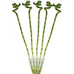 Exotenherz 5er Set Glücksbambus Lucky Bamboo, spiralförmig, Dracaena Sanderiana, ca. 40 cm hoch, pflegeleichte Zimmerpflanze im Röhrchen