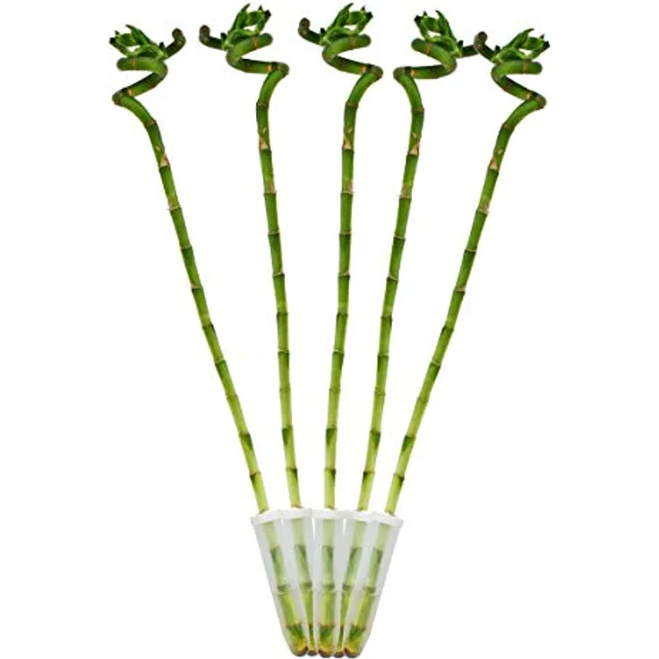 Exotenherz 5er Set Glücksbambus Lucky Bamboo, spiralförmig, Dracaena Sanderiana, ca. 40 cm hoch, pflegeleichte Zimmerpflanze im Röhrchen