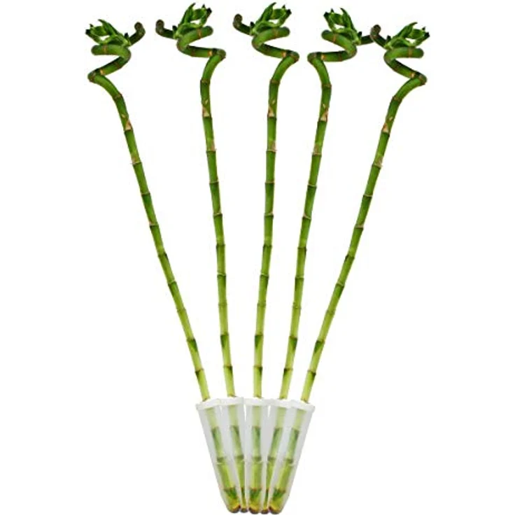 Exotenherz 5er Set Glücksbambus Lucky Bamboo, spiralförmig, Dracaena Sanderiana, ca. 40 cm hoch, pflegeleichte Zimmerpflanze im Röhrchen – Bild 1