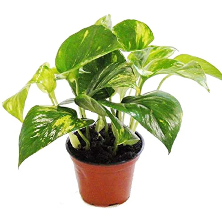 Exotenherz Efeutute Scindapsus Epipremnum 2er Set, Zimmerpflanzen im 12cm Topf, Gesamthöhe ca. 14-18cm – Bild 2