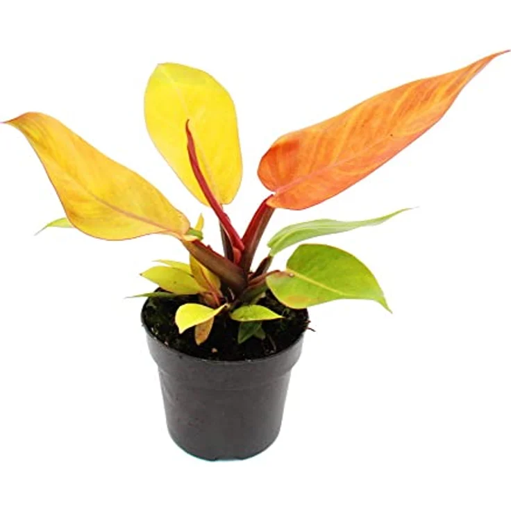 Exotenherz Philodendron Prince of Orange, Zimmerpflanze mit orangefarbenen Blättern im 12cm Topf, ca. 25-30cm hoch – Bild 1