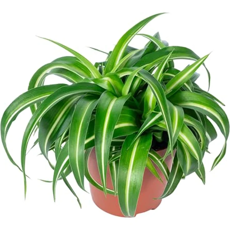 FLOWERBOX - Grünlilie Bonnie - Chlorophytum Comosum – Bild 7