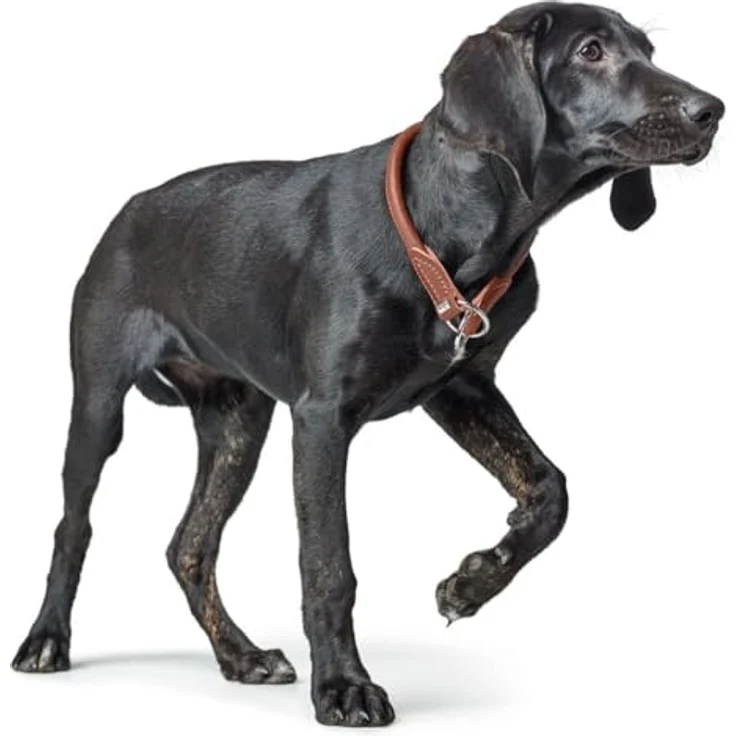 HUNTER Dressurhalsung Round & Soft Canadian Up, Größe S-M, Cognac Hundegeschirr und Leinen – Bild 5