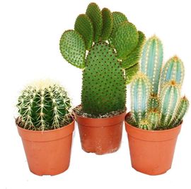 Exotenherz Kakteen-Set