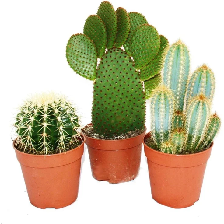 Exotenherz Kakteen-Set, 3 verschiedene Sorten im 12cm Topf, Höhe 15-28cm, ideal für sonnige Fensterplätze – Bild 1
