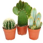 Exotenherz Kakteen-Set, 3 verschiedene Sorten im 12cm Topf, Höhe 15-28cm, ideal für sonnige Fensterplätze