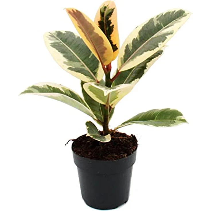 Exotenherz Ficus Elastica Tineke, Weissbunter Gummibaum im 11cm Topf, pflegeleicht, verbessert Raumklima, Höhe ca. 30-40cm – Bild 1