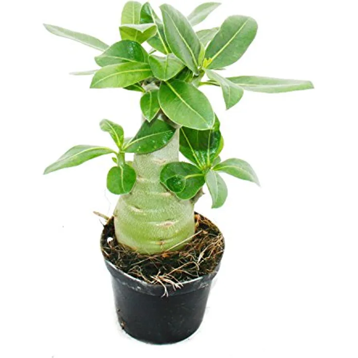 compo rasen langzeitdünger Compo Expert Rasendünger mit Unkrautvernichter Floranid – rasenwelt GmbH main image 1