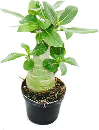 epipremnum pinnatum variegata Epipremnum pinnatum 'Variegata' – Sprouts of Bristol main image 1