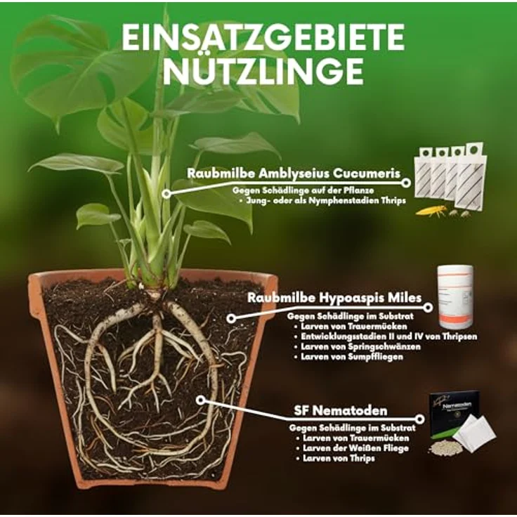 Samenshop24 SF Nematoden zur Bekämpfung von Trauermücken 10 Mio biologische Schädlingsbekämpfung – Bild 7