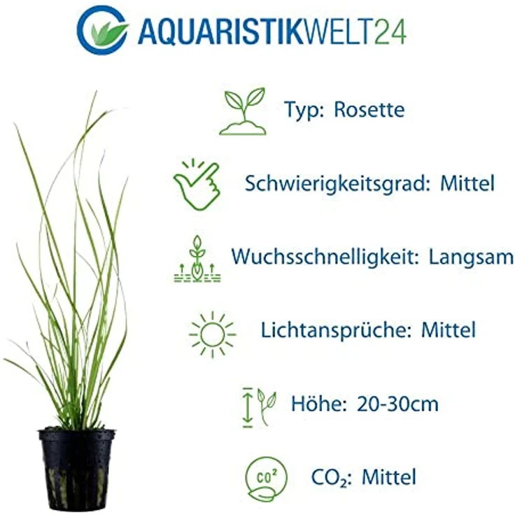 AquaOne 5x Wasserpflanzen Set, Aquarienpflanzen mit Topfpflanzen und InVitro 1-2-Grow! Variante, ideal für Garnelen und empfindliche Fische – Bild 3
