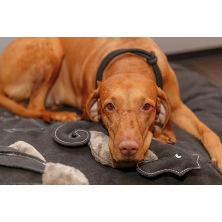 TRIXIE Zug-Stopp Hundehalsband BE Nordic S-M schwarz/Sand – bequemes Hundehalsband für kleine & mittelgroße Hunde mit Zugbegrenzung - robust & elegant – 17265 – Bild 4
