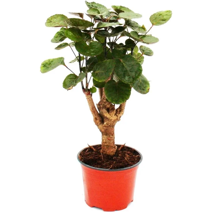 Exotenherz Polyscias Scutellaria Fabian, Pflegeleichte Fiederaralie mit glänzenden Blättern, 12 cm Topf, Höhe 25-30 cm – Bild 1