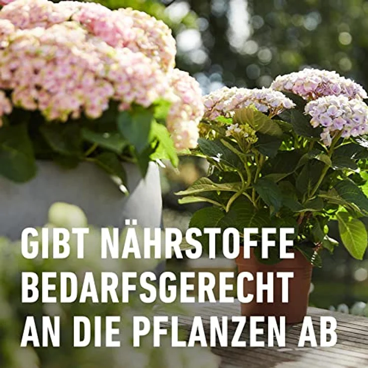 Compo Rhododendron Langzeit-Dünger neu, 850 g – Bild 6