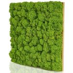 naturewalls Moospaneel - Mooswand DIY - Moosplatte aus echtem Islandmoos Pflanzenbild Basic 25x25cm, Küche