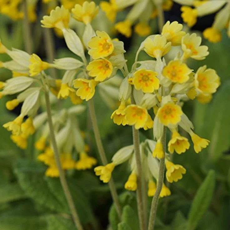 Blumixx Stauden Primula veris - Echte Schlüsselblume Standort sonnig - halbschattig Blütenfarbe goldgelb – Bild 2