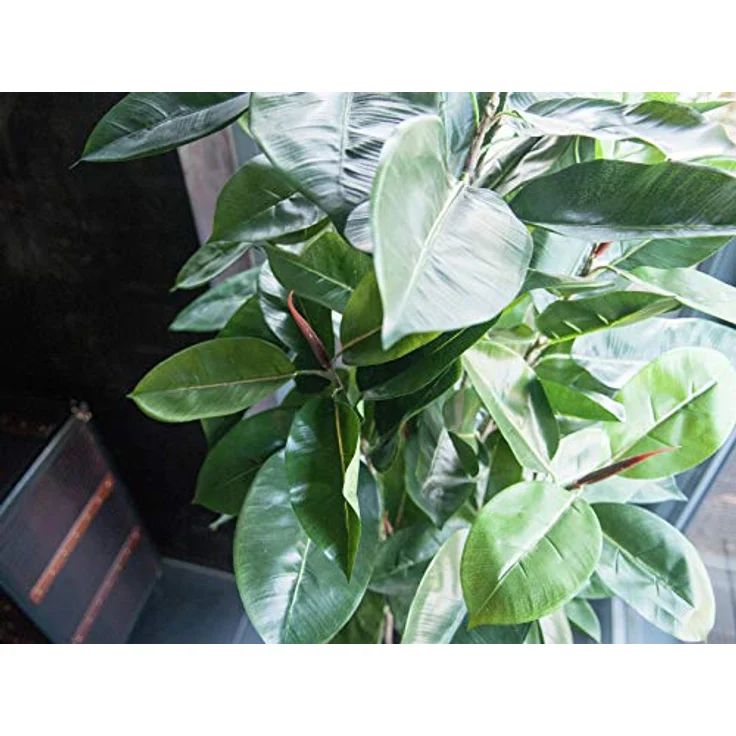 EUROPALMS Gummibaum, Kunstpflanze, 120cm – Bild 3