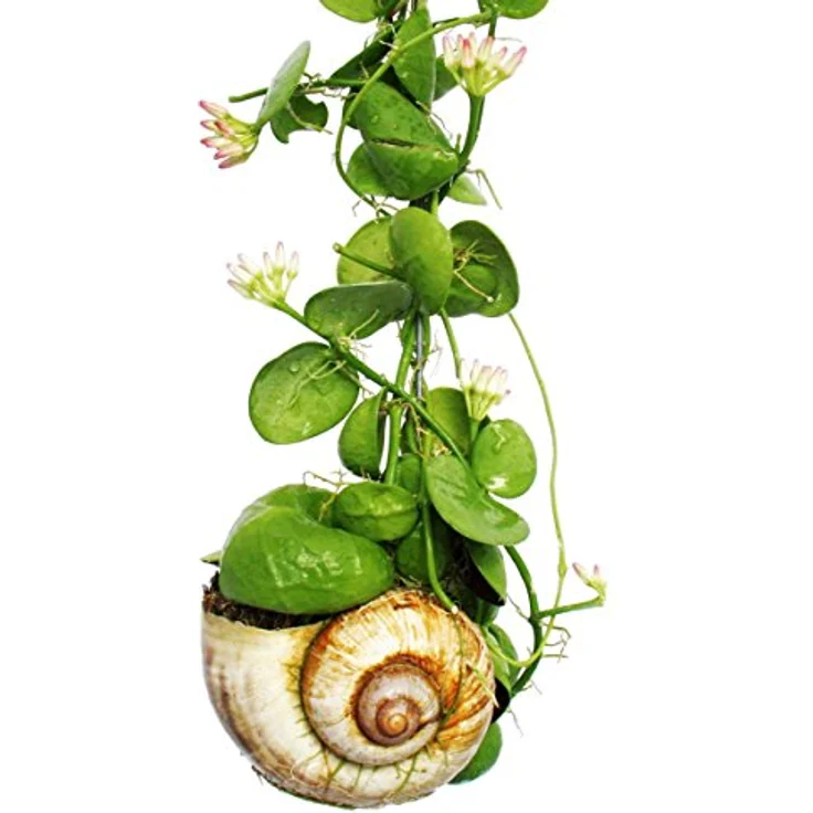 EXOTENHERZ Snaily - Die Schneckenhauspflanze - Dischidia pectenoides - im Acrylglas-Zylinder – Bild 4