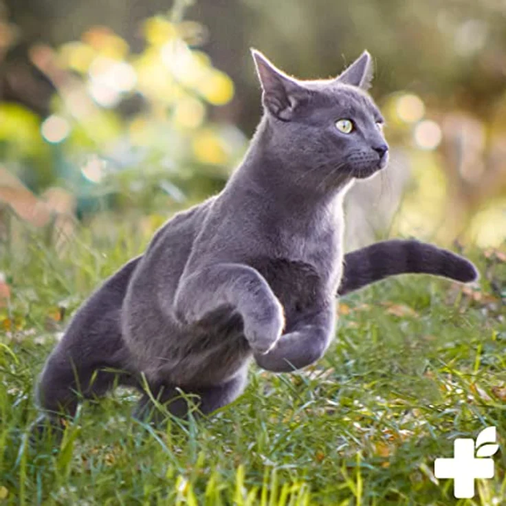 ReaVET Colostrum Pulver für Hund & Katze 100g - Immun Boost mit hohem Immunglobulin Gehalt, Immunsystem stärken, Magen & Darm, Natürliches Kolostrum – Bild 5
