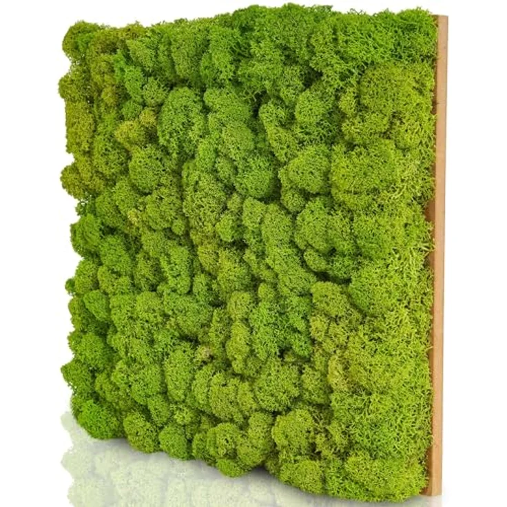 naturewalls Moospaneel - Mooswand DIY - Moosplatte aus echtem Islandmoos Pflanzenbild Premium 25x25cm, Küche - Preisvergleich – Bild 1