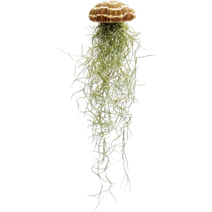Exotenherz Modernes Tillandsien Arrangement, Tillandsia Usneoides auf Seeigel, ca. 20cm hoch, für sonnige Standorte