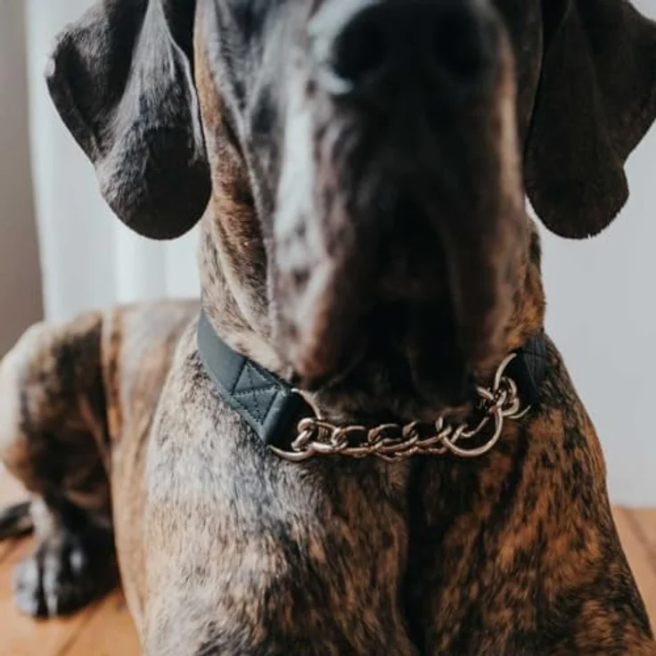 Hunter Hunde-Halsband Aalborg mit Kette L – Bild 4