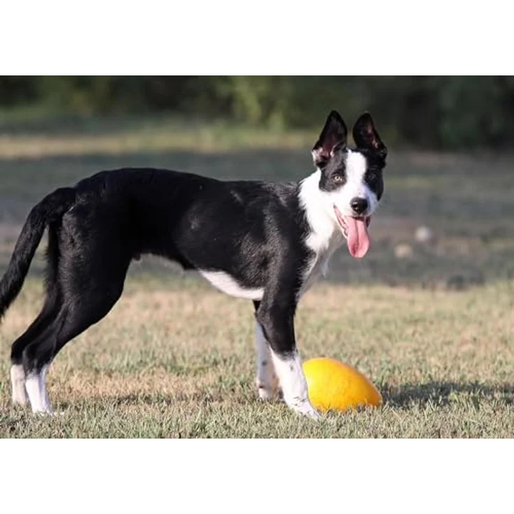 Jolly Pets Jolly Ei Hartplastik -Kugel für Pets Spaß-Hunde Chewers Spielzeug Rot 20cm – Bild 5