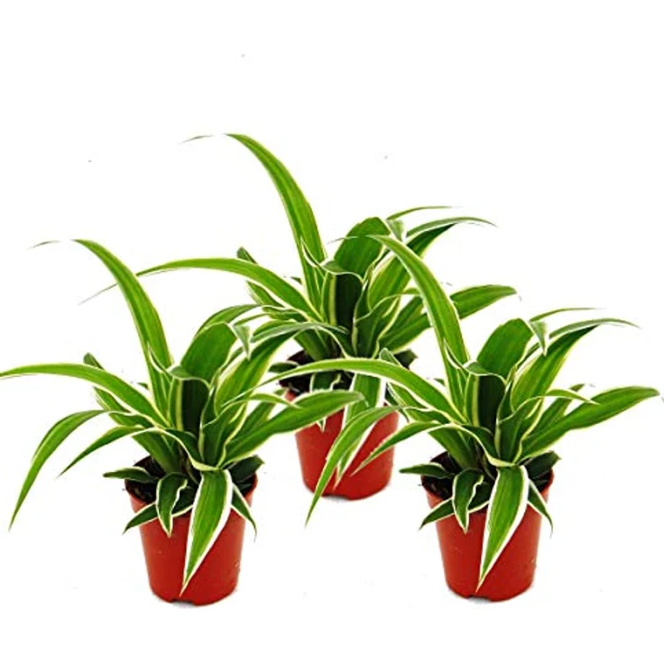 Exotenherz Chlorophytum Mini 3er Set, Zimmerpflanzen mit 6 cm Topfgröße, Grünlilie – Bild 1
