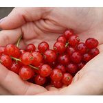 Johannisbeere rot Rovada Busch, im 3,5L-Container