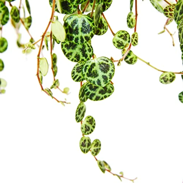 Exotenherz Peperomia Prostrata String Of Turtles, Hängepflanze mit mehrfarbigen Blättern, 14cm Ampeltopf – Bild 2