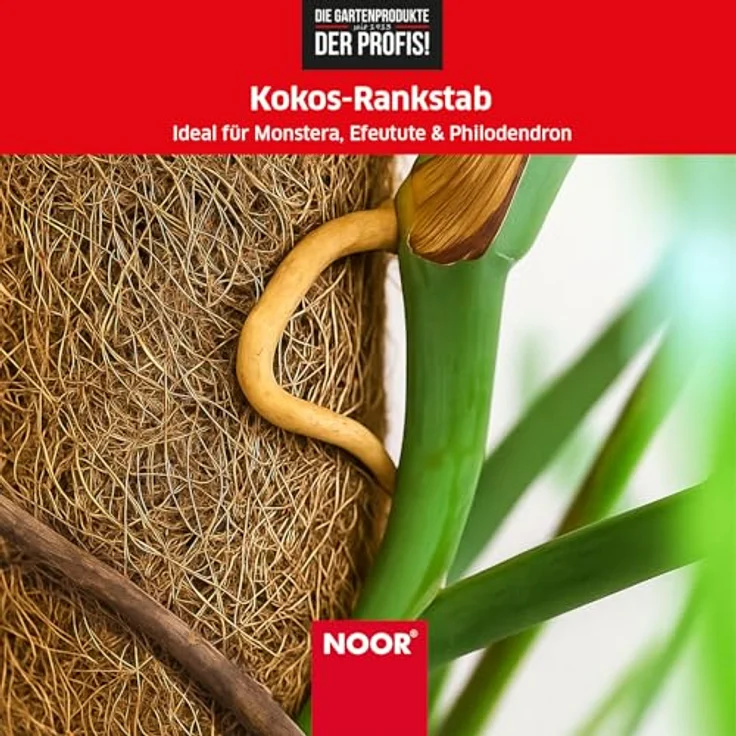 NOOR Kokos-Rankhilfe mit Holzstiel, verlängerbare Pflanzhilfe aus 100% Naturmaterial, stabile Kletterhilfe für Pflanzen, Kokosstab 150 x 7 cm Ø – Bild 5
