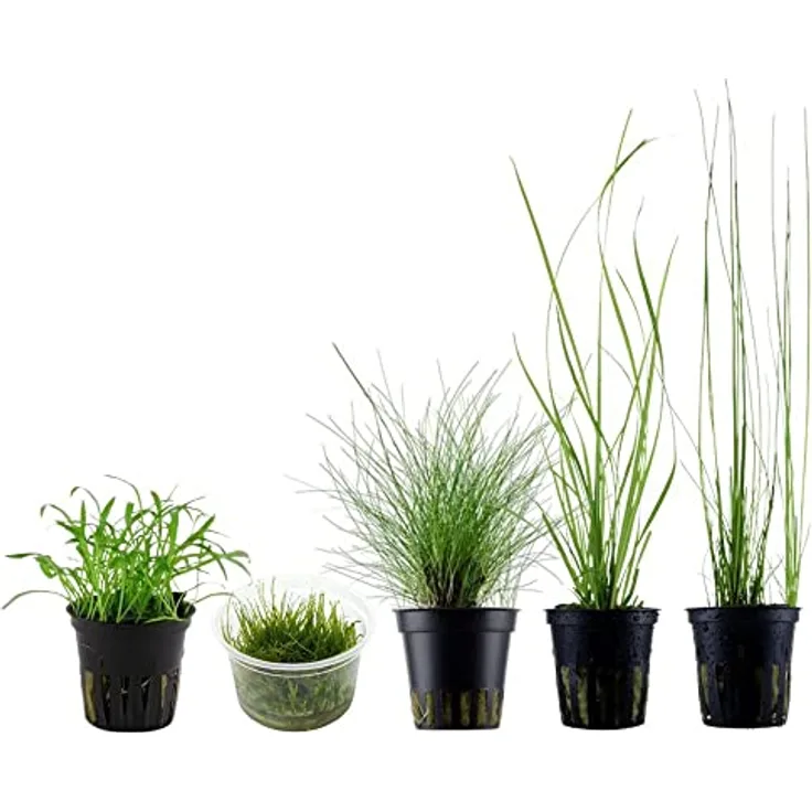 AquaOne 5x Wasserpflanzen Set, Aquarienpflanzen mit Topfpflanzen und InVitro 1-2-Grow! Variante, ideal für Garnelen und empfindliche Fische