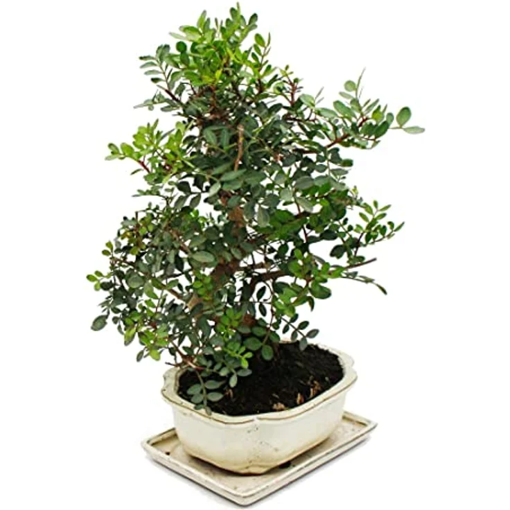 Exotenherz Bonsai Pistacia Lentiscus, 10 Jahre alter Mastixstrauch mit gefiederten Laubblättern, ca. 30-35 cm hoch – Bild 3