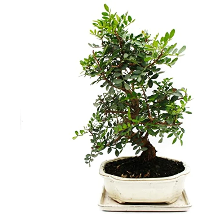 Exotenherz Bonsai Pistacia Lentiscus, 10 Jahre alter Mastixstrauch mit gefiederten Laubblättern, ca. 30-35 cm hoch – Bild 1