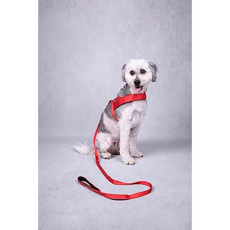 Flamingo Norweger-Geschirr Abbi ROT, XS 35-42CM, aus Nylon mit Neoprenfutter, 20MM – Bild 4