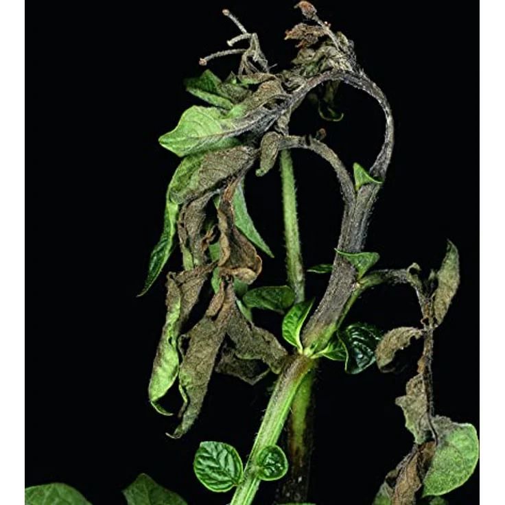 Bayer Gemüse-Pilzfrei Infinito 50 ml – Bild 3