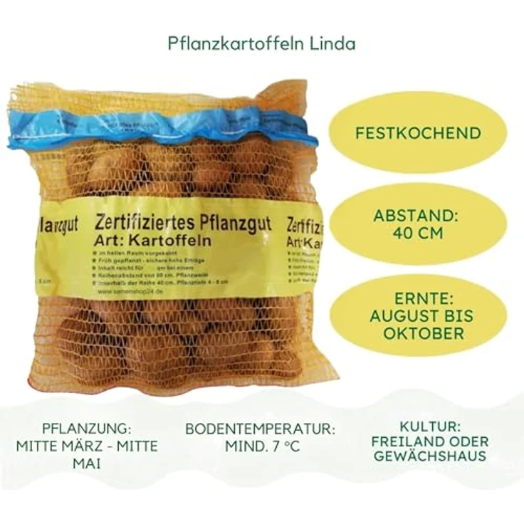 Samenshop24 Pflanzkartoffeln Linda 5 kg – Bild 4