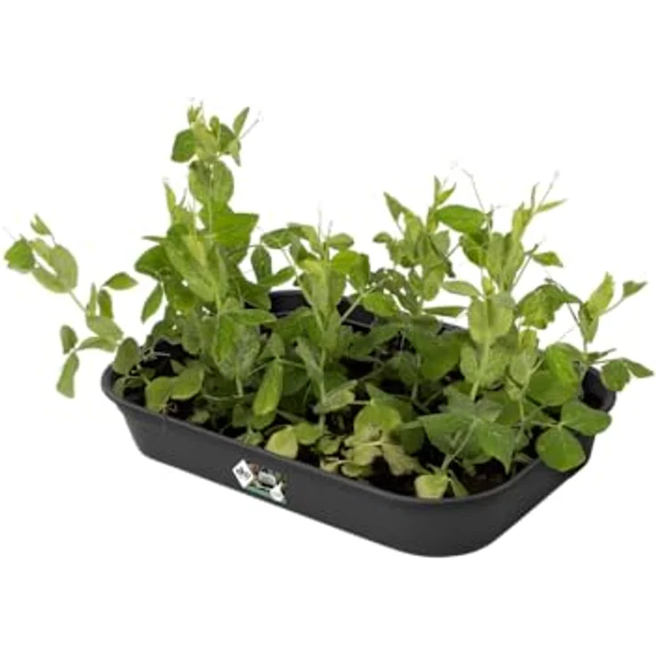 Elho Green Basics Anzucht Schale M, Lebhaft Schwarz, drinnen & draußen, L 36 x W 25.9 x H 6.3 cm, frostbeständig mit Wasserabzugsöffnung – Bild 4