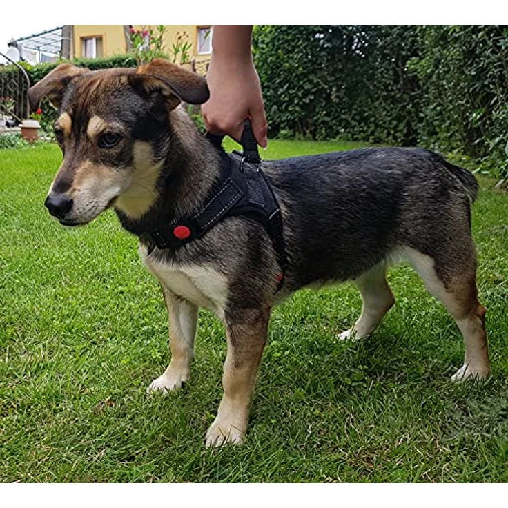 ISO TRADE Geschirr Brustgeschirr Hundegeschirr Sicherheitsgeschirr 16149, Größe S für Hunde bis 22 kg, aus PP, Polyester und Baumwolle, drucklos und mit Griff – Bild 3