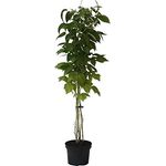 Himbeere Glen Coe, 3,5L-Container