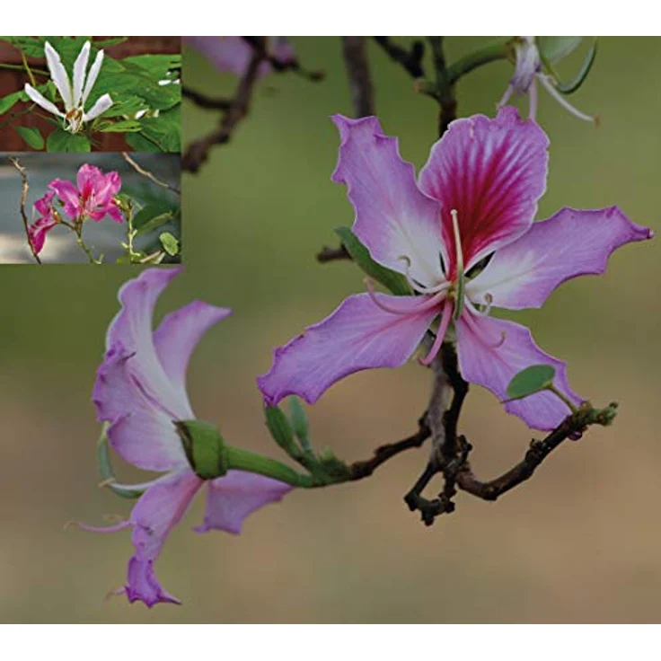 Feel Green Ecocube Orchideenbaum, Anzuchtset für Orchideen mit biologisch abbaubaren Komponenten, nachhaltige Geschenkidee, Made in Austria – Bild 5