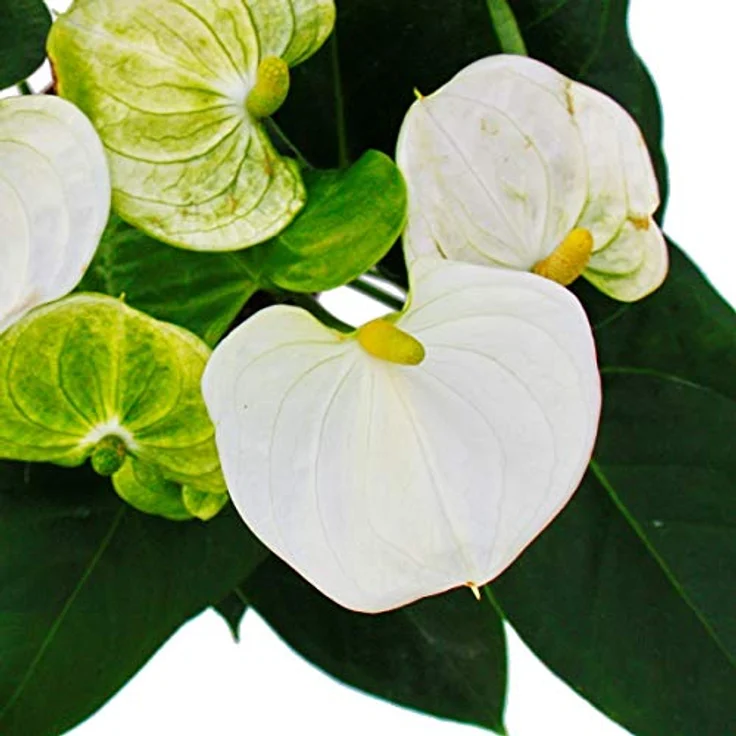 Exotenherz Flamingoblume Anthurium Andreanum Sierra White, Zimmerpflanze mit weißen Hochblättern, Topfgröße 14cm, pflegeleicht – Bild 2